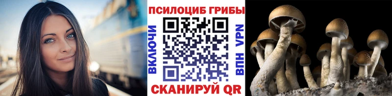 цены Павлово Галлюциногенные грибы Psilocybine cubensis